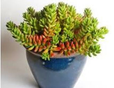 Picture for category Plants