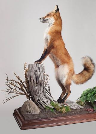 Picture for category Taxidermy