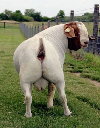 Picture for category Bloodstock - Goats