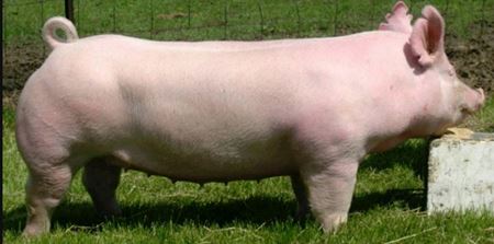 Picture for category Bloodstock - Pigs