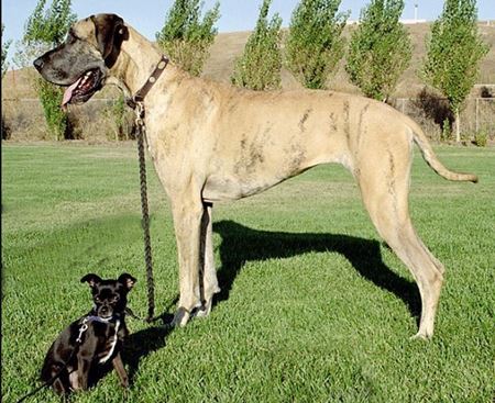 Picture for category Bloodstock - Alternatives