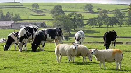 Picture for category Agistment