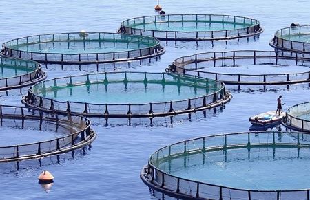 Picture for category Aquaculture