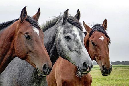 Picture for category Livestock - Horses