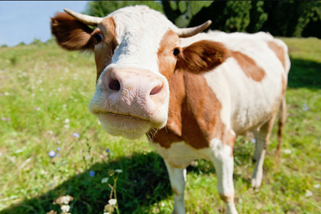 Picture for category Livestock - Cattle