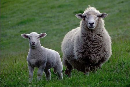 Picture for category Livestock - Sheep