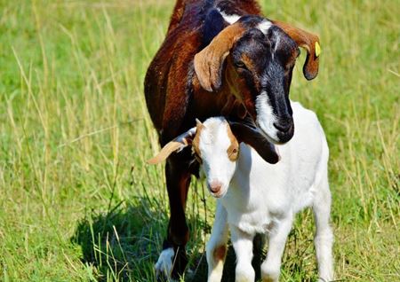 Picture for category Livestock - Goats
