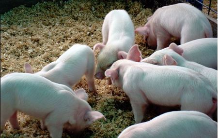 Picture for category Livestock - Pigs