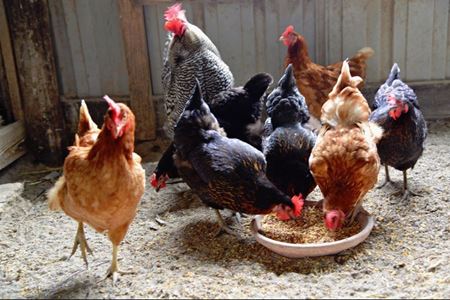 Picture for category Livestock - Poultry