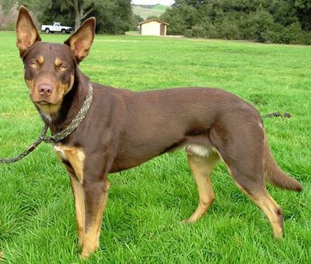 Picture for category Working Dogs