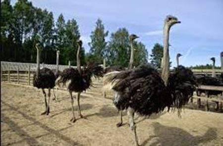 Picture for category Livestock - Alternatives