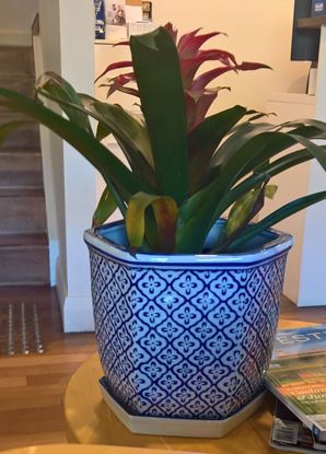 Picture of Pot Plant