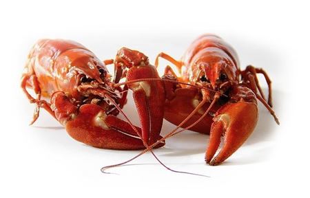 Picture for category Fish - Seafood