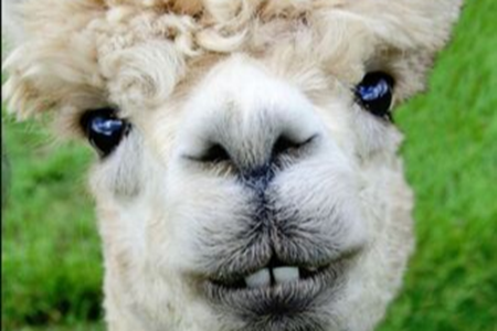 Picture for category Bloodstock - Alpaca