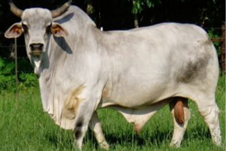 Picture for category Bloodstock - Cattle