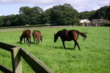 Picture for category Bloodstock - Horses