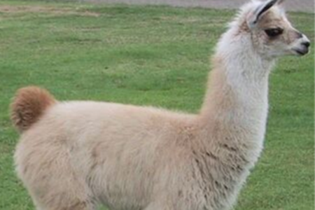 Picture for category Bloodstock - Lamas