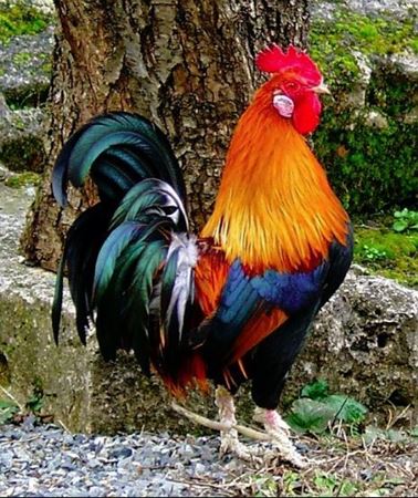 Picture for category Bloodstock - Poultry